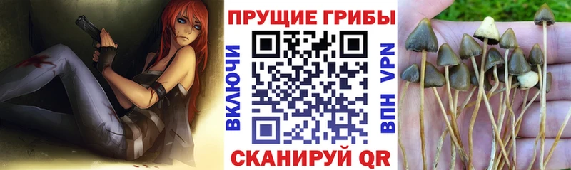 Псилоцибиновые грибы GOLDEN TEACHER  Александровское 